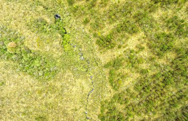 İrtifa bitki örtüsü Cotopaxi Park anteni