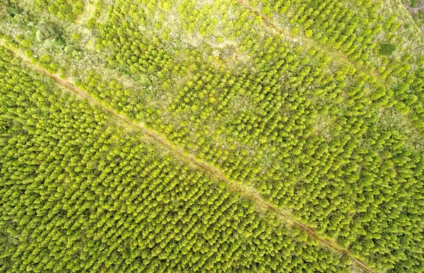 소나무 Reforested 지역 Cotopaxi 에콰도르 — 스톡 사진