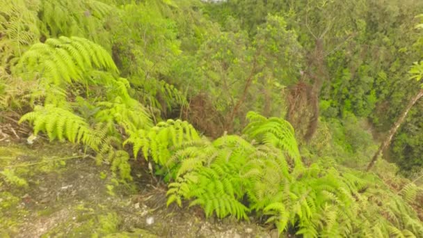 厄瓜多尔南部 Chinchipe 省表层金矿区环境损害 — 图库视频影像