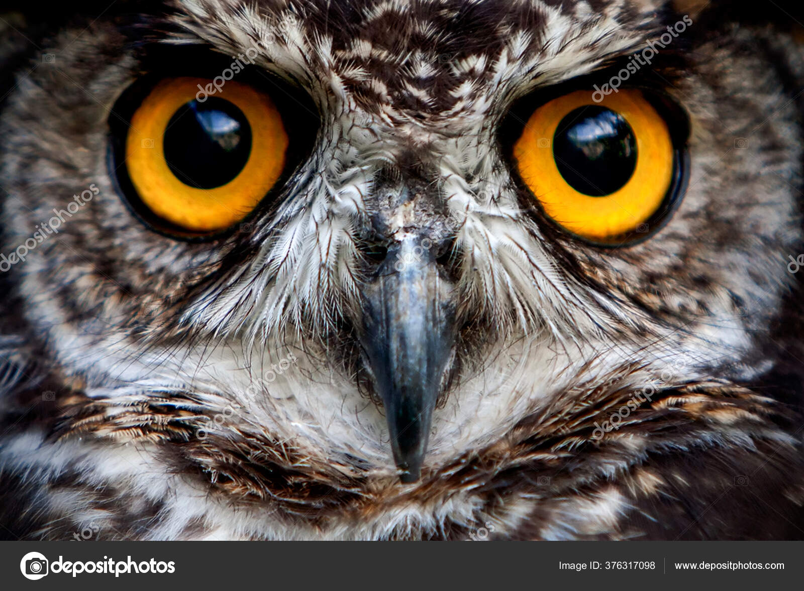 Owls Order Strigiformes Constituting 200 Extant Bird Prey Species Most