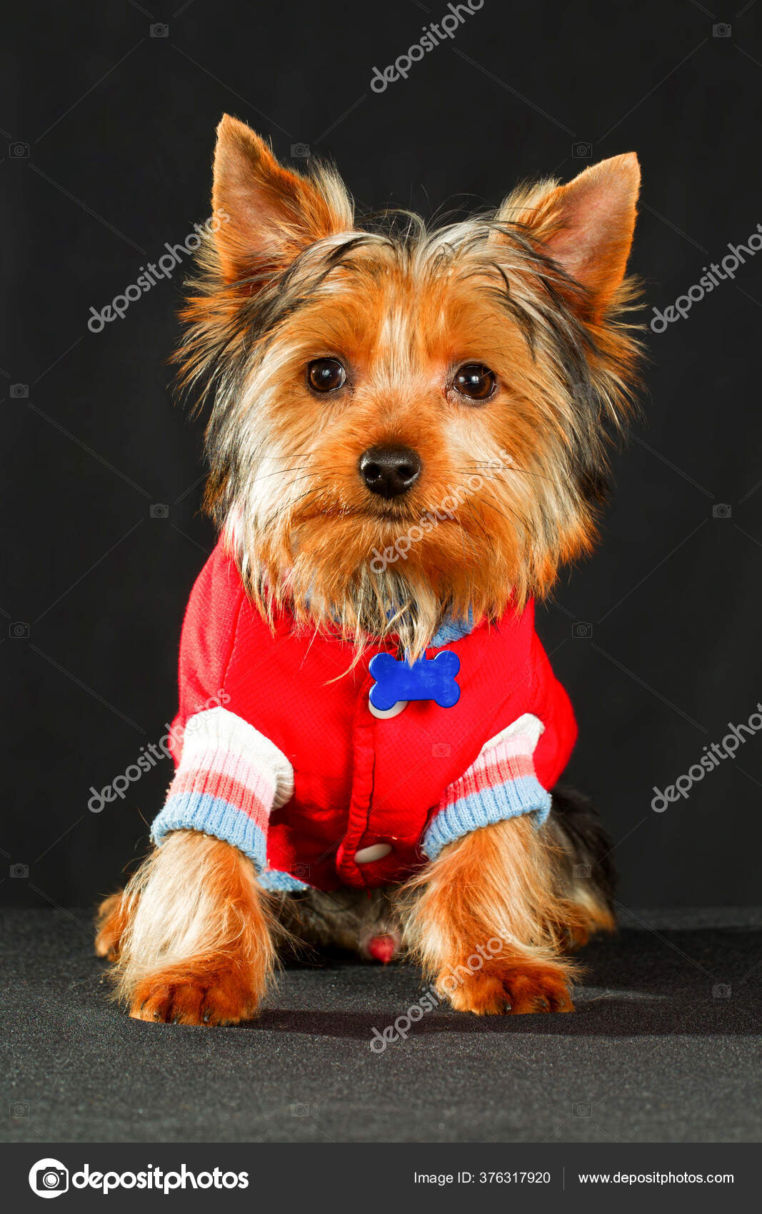 Ropa Canina Moda Del Año: fotografía de stock ammmit #376317920 | Depositphotos