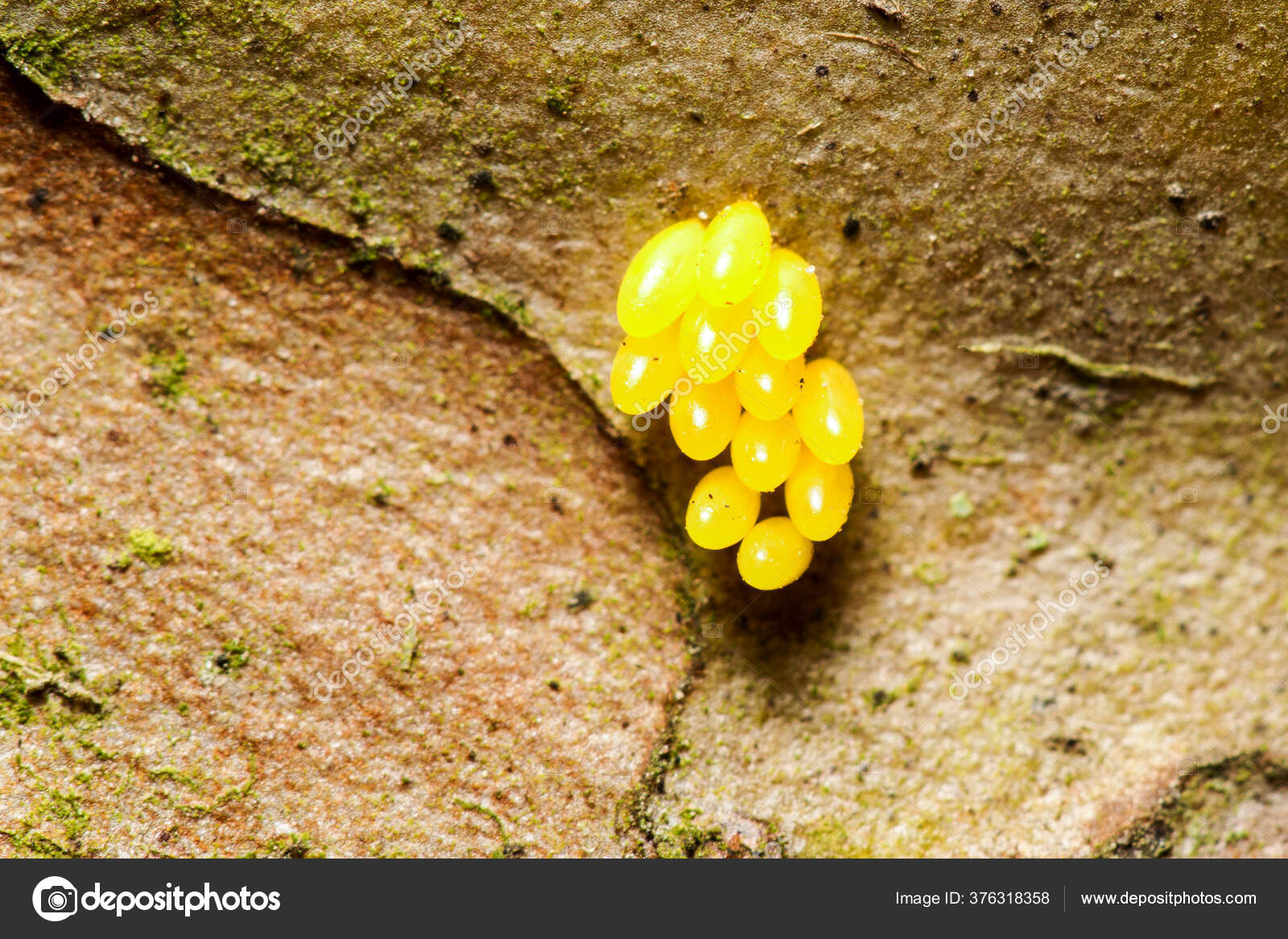 Cluster Yellow Insect Eggs Probably Caelifera Grasshopper Suborder Attached  Tree — Stock Photo © ammmit #376318358, image size:1600x1167