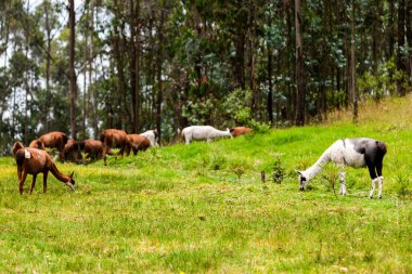 Lama, Andean kültürleri tarafından İspanyol öncesi dönemden beri sürü ve et hayvanı olarak yaygın olarak kullanılan bir Güney Amerika camelididir.
