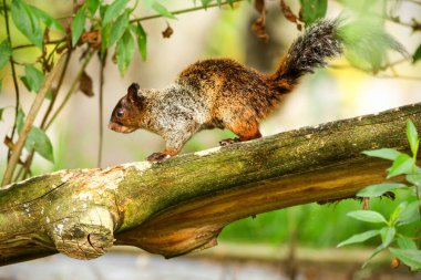 Doğal yaşam alanı Ekvador yağmur ormanlarında dişi tilki sincabı.
