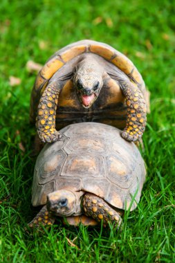 Sarı ayaklı vahşi kaplumbağalar sırılsıklam aşıklar.