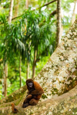 Ekvador Ormanı Korongo Maymunu 'ndan Büyük Matapalo Ağacı' na Karşı Sahne