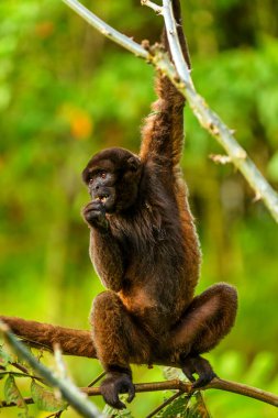 Korongo yünlü maymun Ekvador ormanında bir ağaçta asılı.