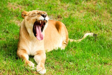 Hayvanat bahçesinde tembel bir pozisyonda büyük bir dişi aslan.