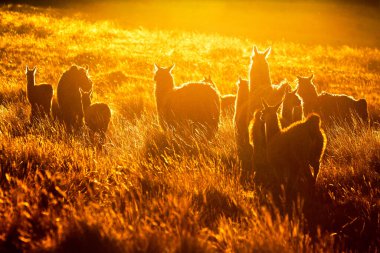 Ekvador And Dağları 'ndaki Lamas' ın Ham 'dan Dönüştürülmüş Daha Görsel Etki İçin Ps' de Kısmen Düzeltildiğini duydum.