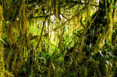 Ekvador Ormanında Yoğun Bitkiler