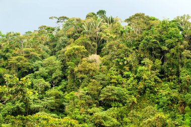 Amazonia 'daki Ekvador Yoğun Ormanının Uzaklık Görünümü