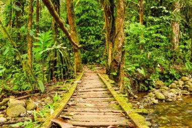 Ekvador Ormanındaki Ahşap Köprü Düşük Açı Görünümü