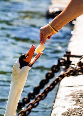 İnsan eli, doktorların arka planında vahşi hayvanları besliyor ve bir flaşla sıçrıyor.