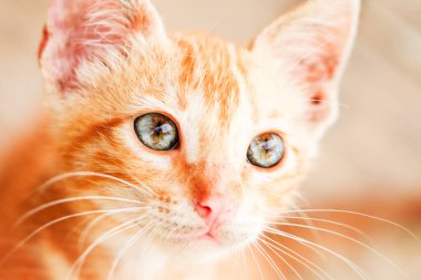 Genç bir erkek kediye yaklaş.