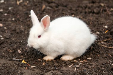 Angora tavşanının küçük koçanı ıslak kahverengi toprağa karşı.