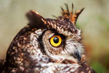 Baykuşlar strigiformes sınıfıdır. Çoğu yalnız ve gececidir. 200 yırtıcı kuş türü mevcuttur.