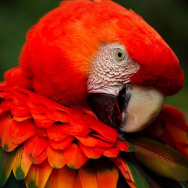 Kızıl papağan büyük renkli bir papağandır. Amerika tropik kuşağındaki nemli yeşil ormanlara özgüdür. Güneydoğu Meksika 'dan Amazon Peru Bolivya ve Brezilya' ya kadar uzanır.