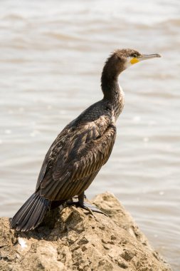 5 metre mesafeden kullanılan orta telefon lensi