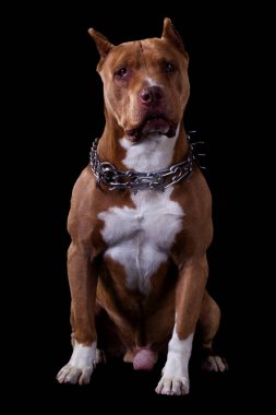 Büyüyen Şampiyon Amerikan Pit Erkek Stüdyosu Siyah Ayrı Portre