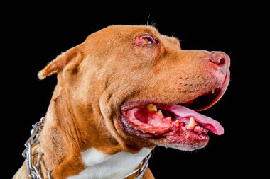 American Pit Bull Profil Stüdyo Çekimi