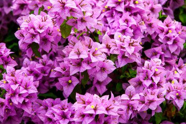 Leylak rengi Bougainvillea Çiçekleri Doldurulmuş Çerçeve