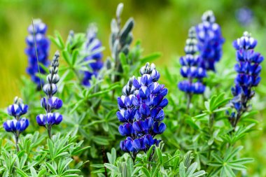 Lupinus Pubescens yaygın adı Ashpa Chocho familyasıdır. Fabaceae Mavi Çiçek And Dağlarının Dağları 'nın Dağları için çok yaygındır.
