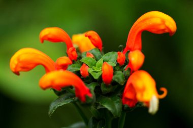 Geschynanthus Specosus, Gesneriaceae ailesinden yeşil arka plan çekimine karşı derin Amazon ormanına doğru