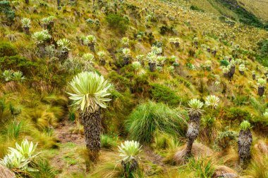 espeletia is an endemic plant from colombia ecuador and venezuela live at high altitude in the paramo ecosystems clipart