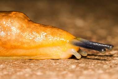 Kabuksuz bir salyangoz genellikle Ekvador yağmur ormanlarında sümüklü böcek avlar.