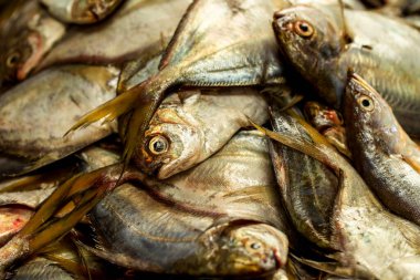 Taze Okyanus Balığının Kapanışı Satılmaya Hazır