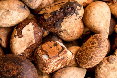 Fildişi Fildişi Fildişi 'ne Benzer Fildişi Fıstık Hasadı Görünümü Kullanımı