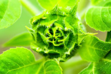 Olgunlaşmamış bir ayçiçeğinin soyut görüntüsü