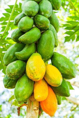 Ekvador amazonisinde çekilen ağaçta papaya meyveleri kümesi