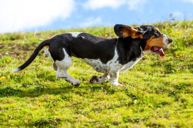 Dişi av köpeği avını takip ediyor. Düşük açıdan tam hızla ateş ediyor.