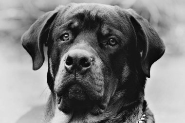 Yetişkin bir erkeğin ön portresi safkan Rottweiler monokrom dar odak noktası göz.