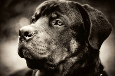 Yetişkin bir erkek safkan Rottweiler 'ın profil portresi. Göze odaklanmak için tek renk dar.