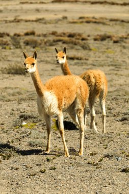 İki dişi vicugna ya da vicugna Güney Amerika 'daki And Dağları' na özgü bir Camelid Specie.