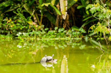 Ekvator Amazonisi 'ndeki vahşi kaplumbağaların üzerinde bir böcek oturduğunu görebilirdiniz.