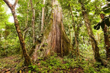 Amazon Havzası Ekvador 'unda Büyük Kapok Ağacı