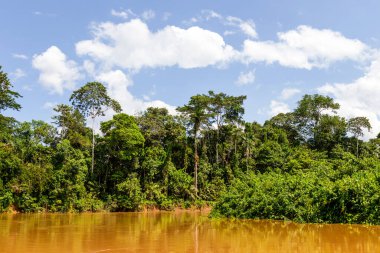 Nehir Ormanı Yasuni Ulusal Parkı Ekvador Güney Amerika