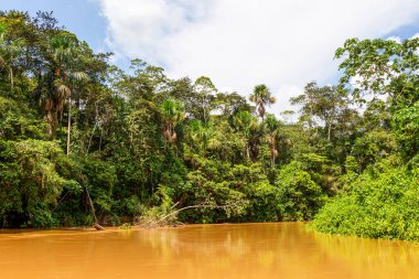 Amazon Ormanındaki Misty Waterway Yasuni Ulusal Parkı Güney Amerika