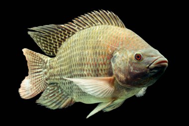 Mozambik tilapia oreochromis mossambicus siyah stüdyo akvaryumunda izole edilmiş.