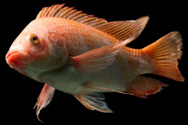 Nil ya da kırmızı tilapia oreochromis niloticus siyah stüdyo akvaryumunda izole edilmiş.