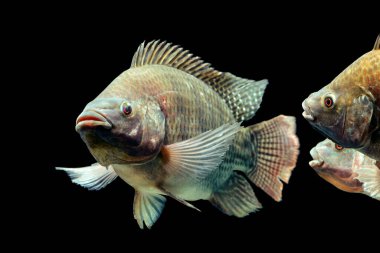 Mozambik tilapia oreochromis mossambicus siyah stüdyo akvaryumunda izole edilmiş.