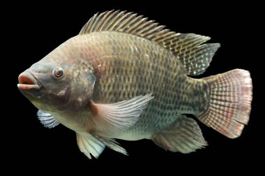 Mozambik tilapia oreochromis mossambicus siyah stüdyo akvaryumunda izole edilmiş.