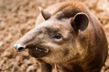 Ekvador Kahverengi Tapirinin Kapanışı