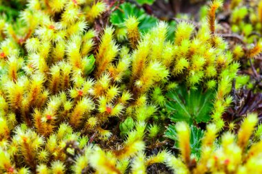 Yüksek İrtifa Algleri ve Yosun Llanganates Ulusal Parkı Ekvador 'u