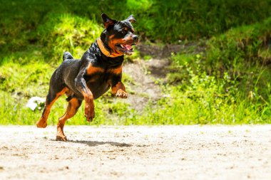 Bazı köpekler özgürce koşmayı sever. Bu tasmadan kurtulma hakkını kazanan eğitimli bir köpek.