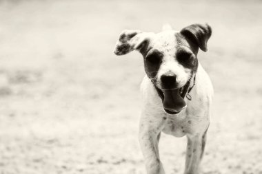 Bazı köpekler özgür dolaşmayı sever.