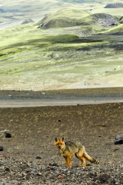 Cotopaxi Ulusal Parkı Ekvatorunda Vahşi Tilki